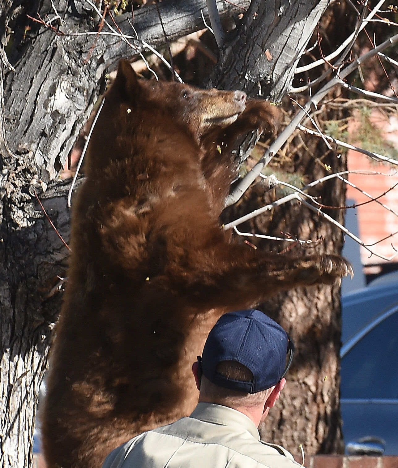 043121-news-bear 11.JPG